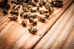 Vanga buvo teisus? Kodėl bitės miršta masiškai?